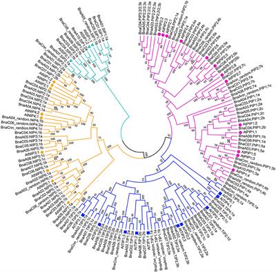 Genome-Wide Identification and Characterization of the Aquaporin Gene Family and Transcriptional Responses to Boron Deficiency in Brassica napus